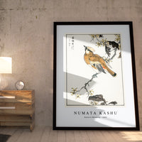 Numata Kashu - Eastern Waxwing illustration from Pictorial Monograph of Birds (1885)