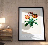 
              Charles Dessalines D'Orbigny - Didier's tulip (Tulipa gesneriana)
            