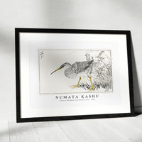 Numata Kashu - Eastern Whimbrel and Wisteria Vine illustration from Pictorial Monograph of Birds (1885)
