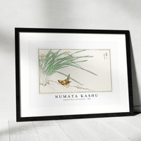 Numata Kashu - Japanese Wren and Daffodil illustration from Pictorial Monograph of Birds (1885)