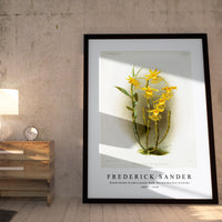 Frederick Sander - Dendrobium brymerianum from Reichenbachia Orchids-1847-1920