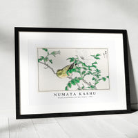 Numata Kashu - Brown-eared Bulbul and Rosa Rugosa illustration from Pictorial Monograph of Birds (1885)