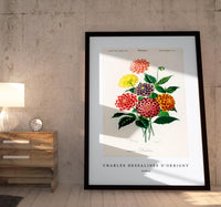 
              Charles Dessalines D'Orbigny - Dahlia
            