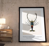 
              Charles Dessalines D'Orbigny - Crimson Crawfish (Palemon Ornatum) (2)
            