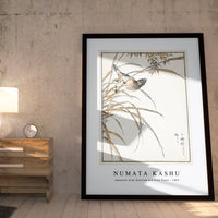 Numata Kashu - Japanese Grey Bunting and Rise Plant illustration from Pictorial Monograph of Birds (1885)