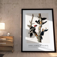 John James Audubon - Ivory-billed Woodpecker from Birds of America (1827)
