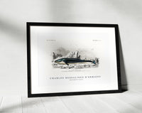 
              Charles Dessalines D'Orbigny - Balaenoptera rorqual
            