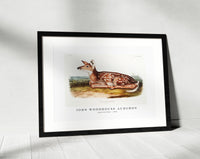 
              John Woodhouse Audubon - American Deer (Cervus Virginianus) from the viviparous quadrupeds of North America (1845)
            