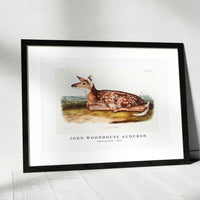 John Woodhouse Audubon - American Deer (Cervus Virginianus) from the viviparous quadrupeds of North America (1845)