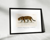 
              Charles Dessalines D'Orbigny - Jaguar (Panthera Onca)
            