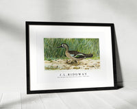
              J L Ridgway - Blue–Winged Teal (Anas Discors, Linn) 1859-1947
            