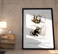 
              Charles Dessalines D'Orbigny - Three-toed Sloth (Bradypus ustus) and Aye-aye (Cheiromys madagascariensis)
            