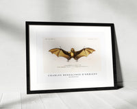 
              Charles Dessalines D'Orbigny - Bat (Roufsette)
            