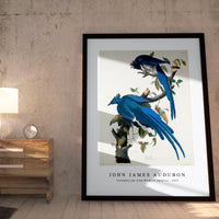 John James Audubon - Columbia Jay from Birds of America (1827)