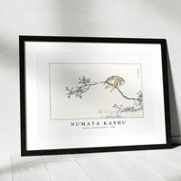 Numata Kashu - Japanese Pied Kingfisher illustration from Pictorial Monograph of Birds (1885)