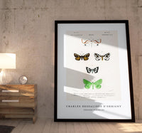 
              Charles Dessalines D'Orbigny - Collection of moths (3)
            