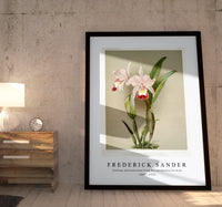 
              Frederick Sander - Cattleya ballantiniana from Reichenbachia Orchids-1847-1920
            