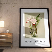 Frederick Sander - Cattleya ballantiniana from Reichenbachia Orchids-1847-1920