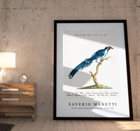
              Saverio Manetti - Cucule celeste della China (Cuckoo) 1723-1785
            