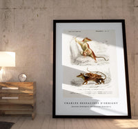 
              Charles Dessalines D'Orbigny - Opossum (Didelphis) and Opossum (Didelphis)
            