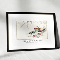 Numata Kashu - Mandarin Duck and Pearl Barley illustration from Pictorial Monograph of Birds (1885)