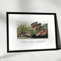 John James Audubon - American Woodcock from Birds of America (1827)