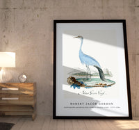 
              Robert Jacob Gordon - Anthropoides paradisea blue crane or Stanley crane (1777–1786)
            