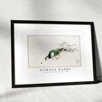 Numata Kashu - Eastern Turtle Dove and Miscanthus illustration from Pictorial Monograph of Birds (1885)