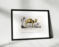 
              Charles Dessalines D'Orbigny - Camel (Camelus)
            