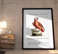 
              Saverio Manetti - Pappagallo variegato di cenerino e rosso, di Guinea (Parrot) 1723-1785
            