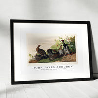 John James Audubon - Spotted Grouse from Birds of America (1827)