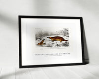
              Charles Dessalines D'Orbigny - Platypus (Ornithorhynchus Paradoxus)
            