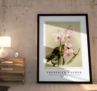 
              Frederick Sander - Cattleya victoria regina from Reichenbachia Orchids-1847-1920
            