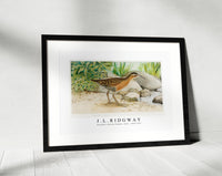
              J L Ridgway - King Rail (Rallus Elegans, Aud) 1859-1947
            