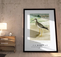 
              J L Ridgway -The Greater Yellow Legs (Totanus Melanoleucus) 1859-1947
            