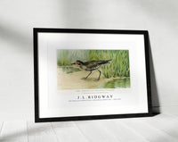 
              J L Ridgway - The American Golden Plover (Charadrius Dominicus) 1859-1947
            