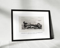 
              Charles Dessalines D'Orbigny - Balaena mysticetus, Bowhead whale
            