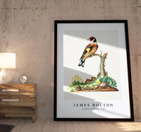 
              James Bolton - European goldfinch 1768
            