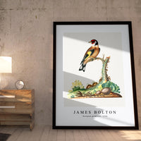 James Bolton - European goldfinch 1768