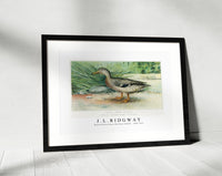 
              J L Ridgway - Mallard Duck (Anas Boschas) Female 1859-1947
            