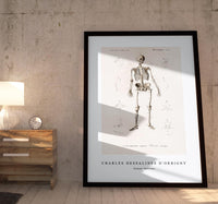 
              Charles Dessalines D'Orbigny - Human skeleton
            