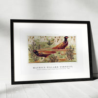 Maurice Pillard Verneuil - Faisans ordinaires from L'animal dans la décoration (1897)