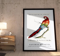 
              Saverio Manetti - Pappagallo detto arara rossa del Brasile (Macaw) 1723-1785
            