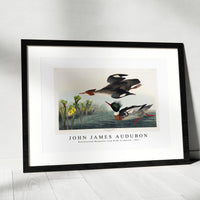 John James Audubon - Red-breasted Merganser from Birds of America (1827)