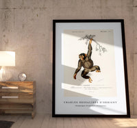 
              Charles Dessalines D'Orbigny - Chimpangze (Troglodyte Chimpanze)
            