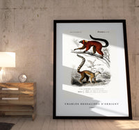 
              Charles Dessalines D'Orbigny - Lemur
            