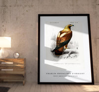 
              Charles Dessalines D'Orbigny - Eastern imperial eagle (Aquila heliaca)
            