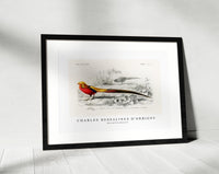 
              Charles Dessalines D'Orbigny - Male golden pheasant
            