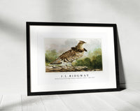 
              J L Ridgway - Ruffed Grouse Partridge [Bonasa Umbellus (Linn.) 1859-1947
            