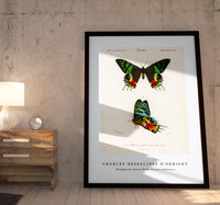 
              Charles Dessalines D'Orbigny - Madagascan Sunset Moth (Urania Riphaeus)
            